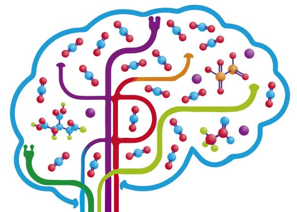 Photo : Symbolisation d'additifs dans le cerveau. Crédit JC Nicolas / P. Cartron - Université de bordeaux