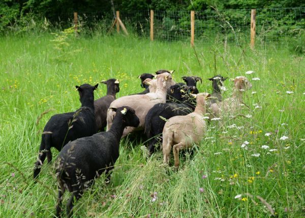 Photo : Une douzaine de moutons ont été accueillis dans les jardins du domaine du Haut-Carré à Talence @ université de Bordeaux