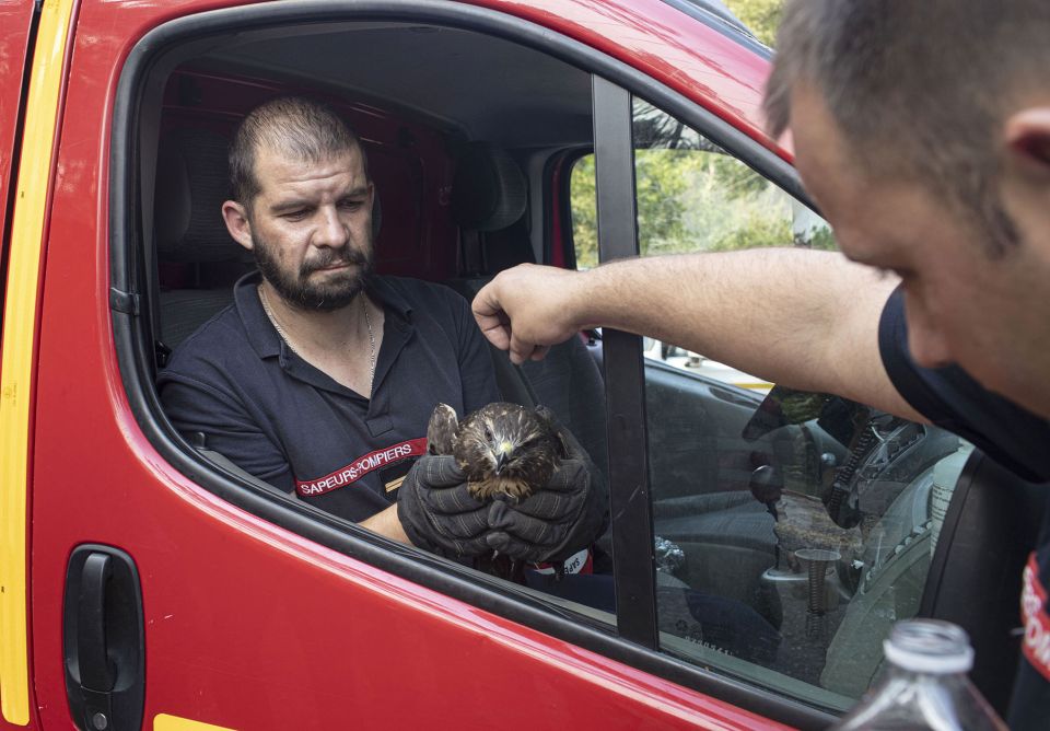  Les pompiers réhydratent une buse victime de l'incendie de La Teste-de-Buch en Gironde © Franck Perrogon