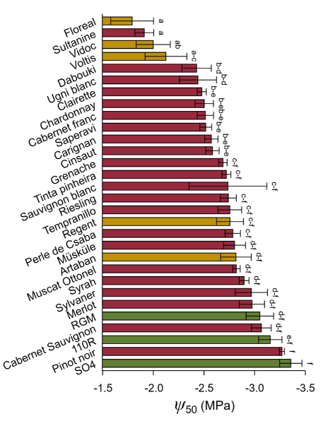 Gamme de variabilité de la résistance à la sécheresse de l'appareil vasculaire (P50) de la vigne. Les mesures ont été effectuées sur 30 variétés, incluant des variétés de Vitis vinifera L. (en rouge), des porte-greffes (en vert), et des hybrides (en jaune). 