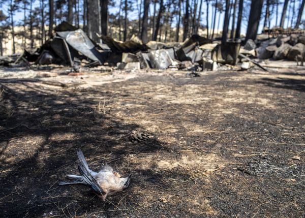 Photo : Un geai victime de l'incendie de La Teste-de-Buch en Gironde © Franck Perrogon