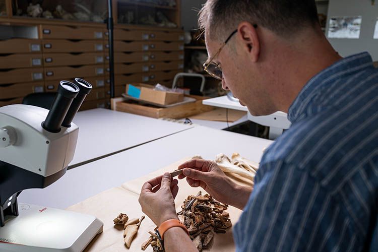 The researcher and his team will analyse collections of hundreds or even thousands of bones found on various excavation sites © Gautier Dufau - University of Bordeaux