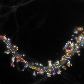 Mobilité des récepteurs du glutamate à la surface d’un neurone d’hippocampe de rat, mesurée par le suivi de molécules individuelles. © Benjamin Compans et Daniel Choquet / IINS / CNRS-Université de Bordeaux