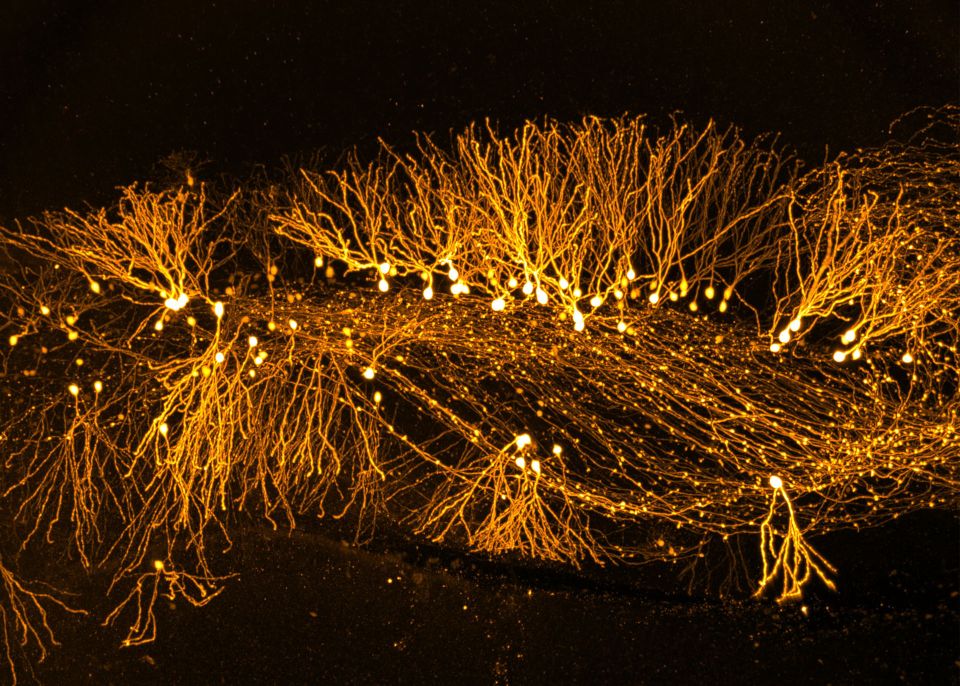 Neurones granulaires du gyrus denté générés chez une souris adulte, marqués grâce à une injection stéréotaxique d’un rétrovirus codant pour la GFP et imagés après transparisation du cerveau. © Pierre Mortessagne, Emilie Pacary (Neurocentre Magendie) et Jérémie Teillon (BIC)