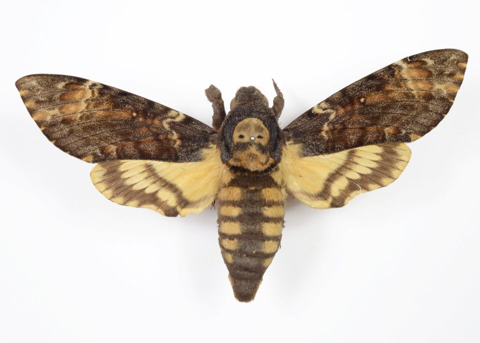 « Achérontia atropos », papillon exotique Sphingidae, collection scientifique animale  © Université de Bordeaux 