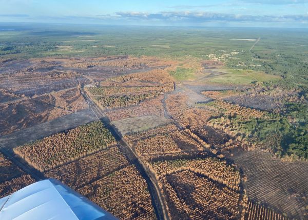 Photo : En Gironde, en 2022, plus de 30 000 hectares de forêt ont été détruits par les incendies. © Bernard Rablade