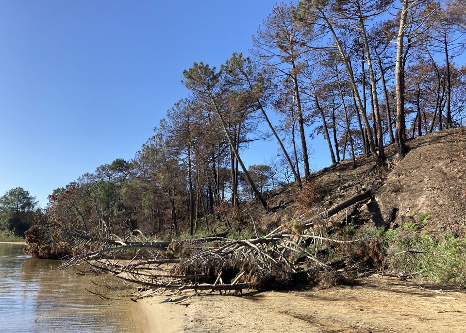 Parcelle Lauga et rive de l'étang de Cazaux dans la forêt usagère de La Teste de Buch après l'incendie de juillet 2022 © JohnNewton8