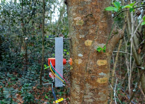 Photo : Le dendromètre est un instrument de mesure permettant de déterminer la hauteur d'un tronc © université de Bordeaux