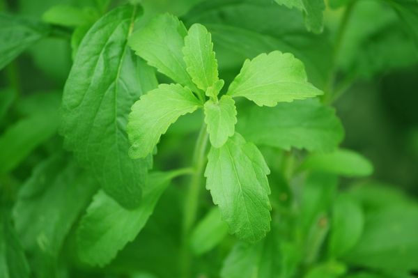 Photo : Plante stevia